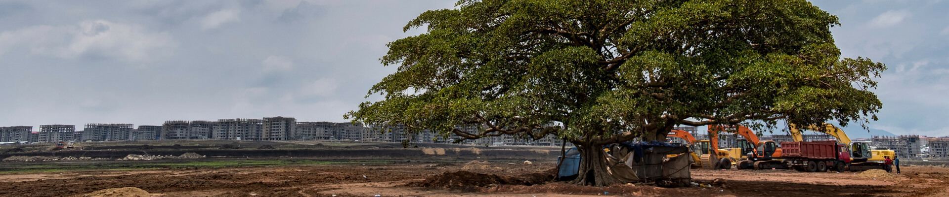 Brent Stirton - Quand la forêt renaît