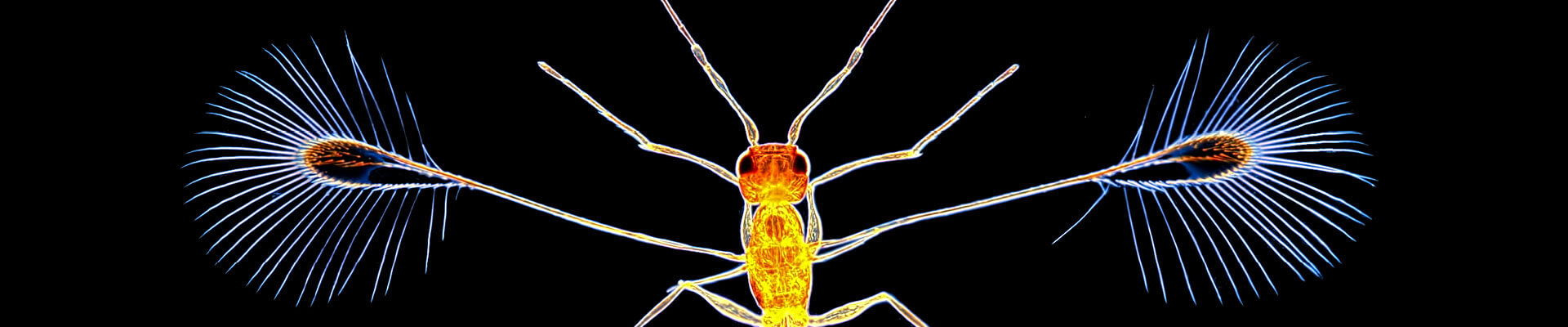 Spike Walker - Alaptus Magnanimus - Plus grand que la vie Spike Walker - Alaptus Magnanimus - Plus grand que la vie