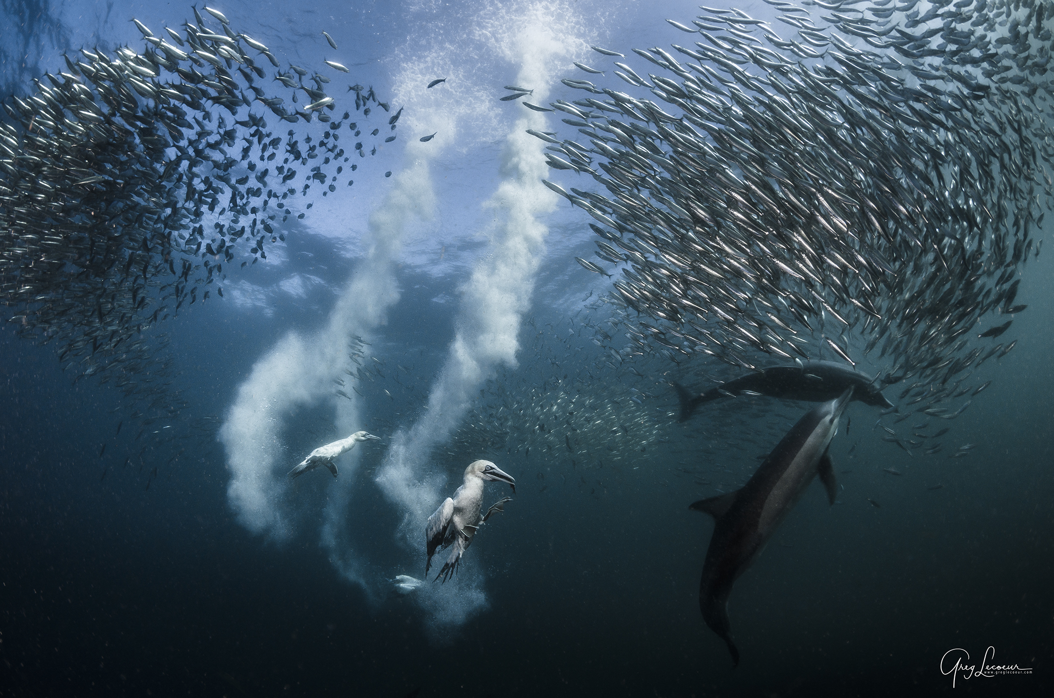 Greg Lecoeur / Journey to the centre of the sea Greg Lecoeur_FestivalPhotoLaGacilly2020