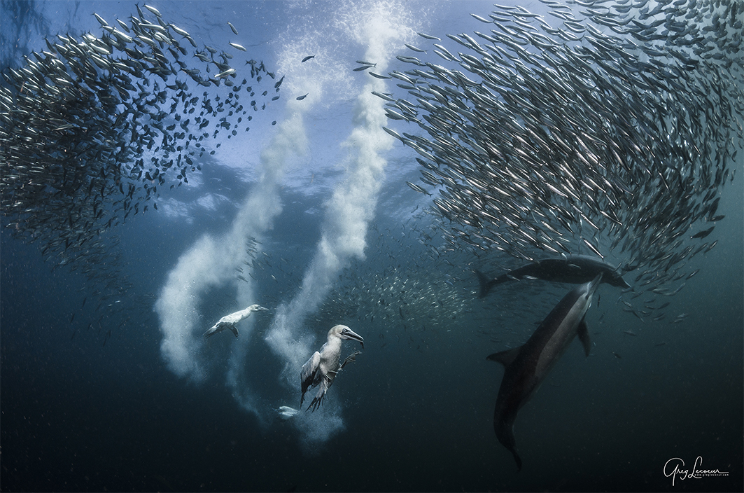 Greg Lecoeur / Journey to the centre of the sea Greg Lecoeur_FestivalPhotoLaGacilly2020
