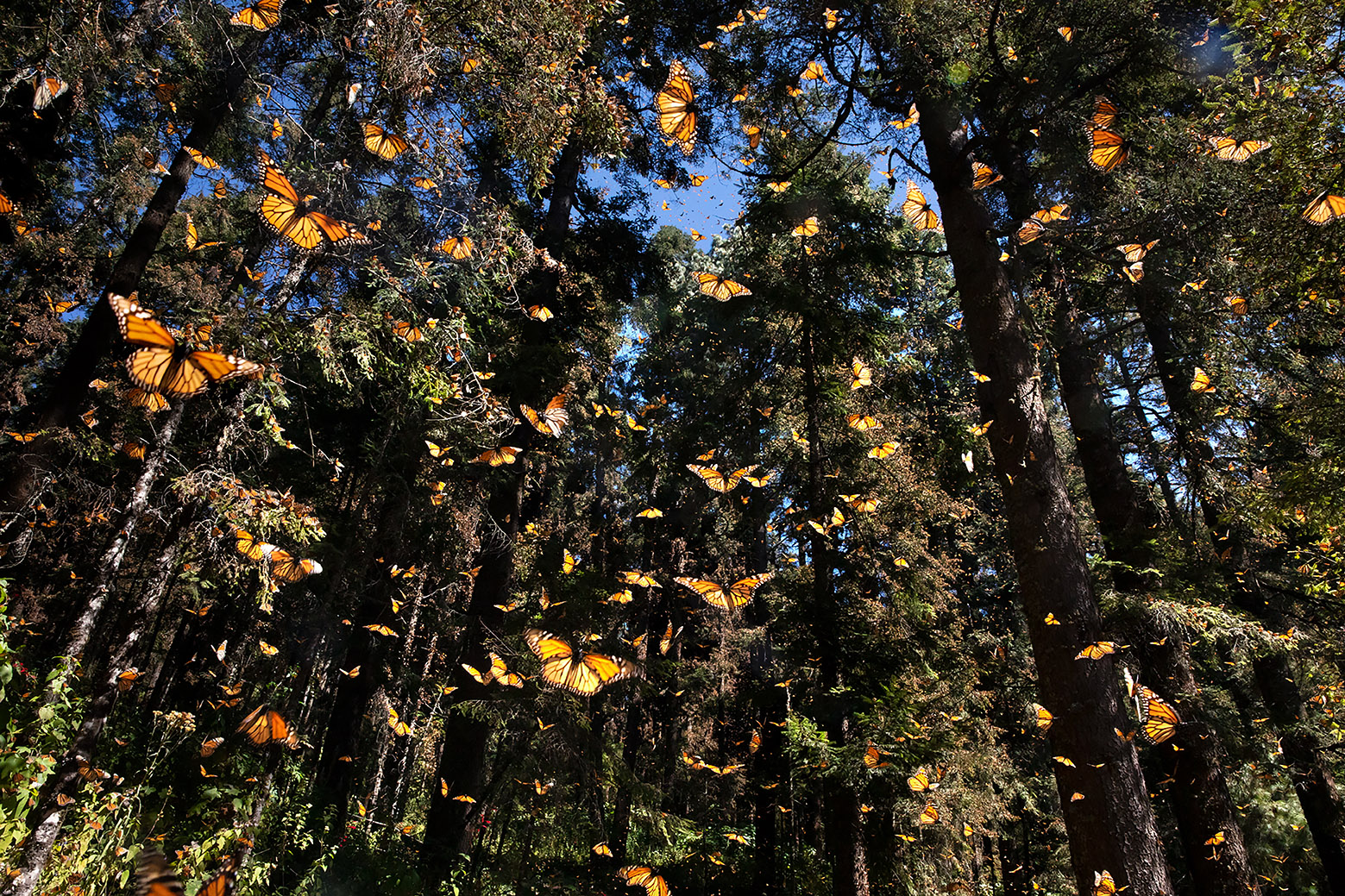 Pascal Maitre / The Incredible Odyssey of the Monarch Butterfly Pascal Maitre_FestivalPhotoLaGacilly2021