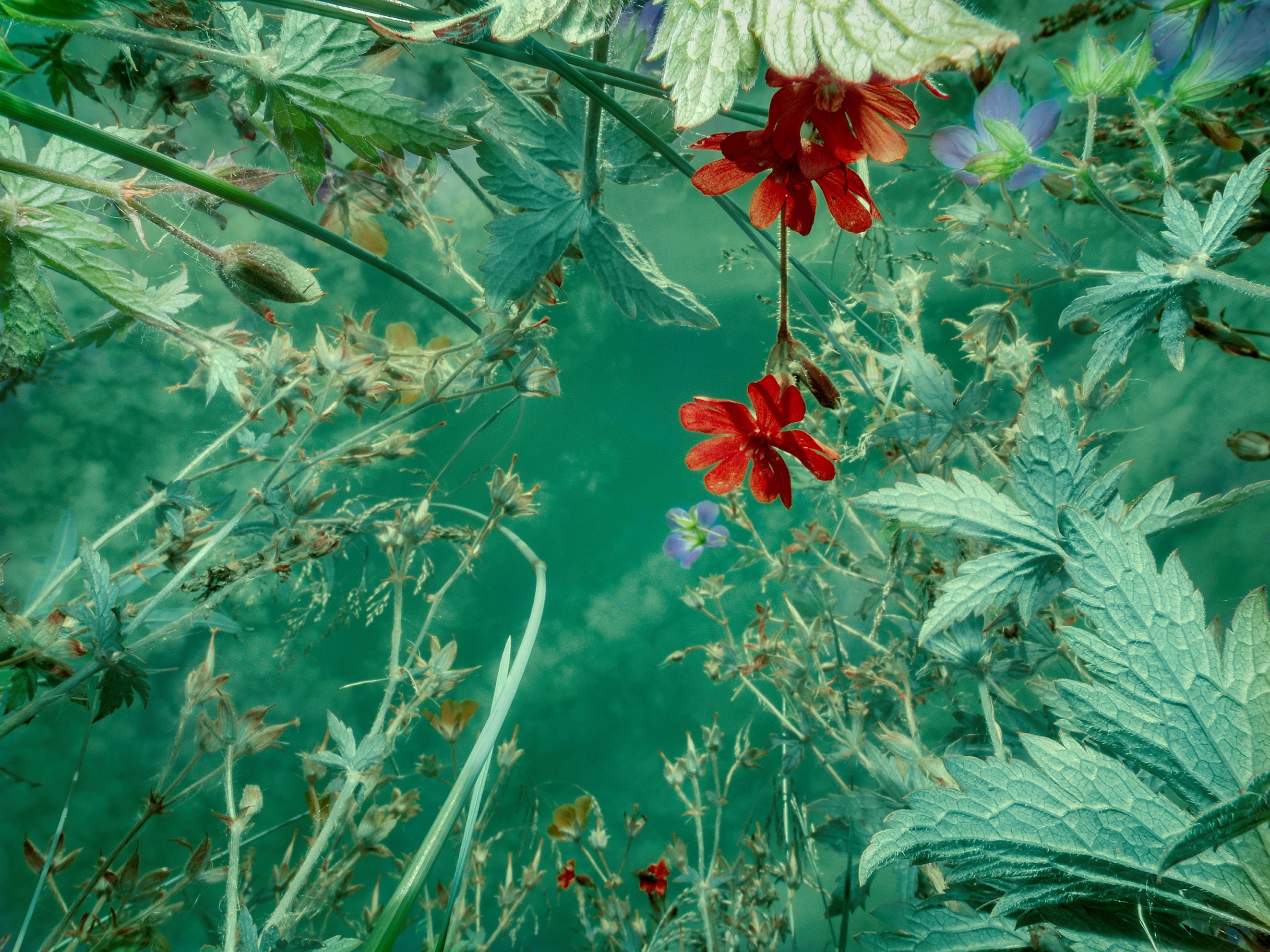 Tine Poppe / Verdant variations Tine_Poppe_FestivalPhotoLaGacilly2021