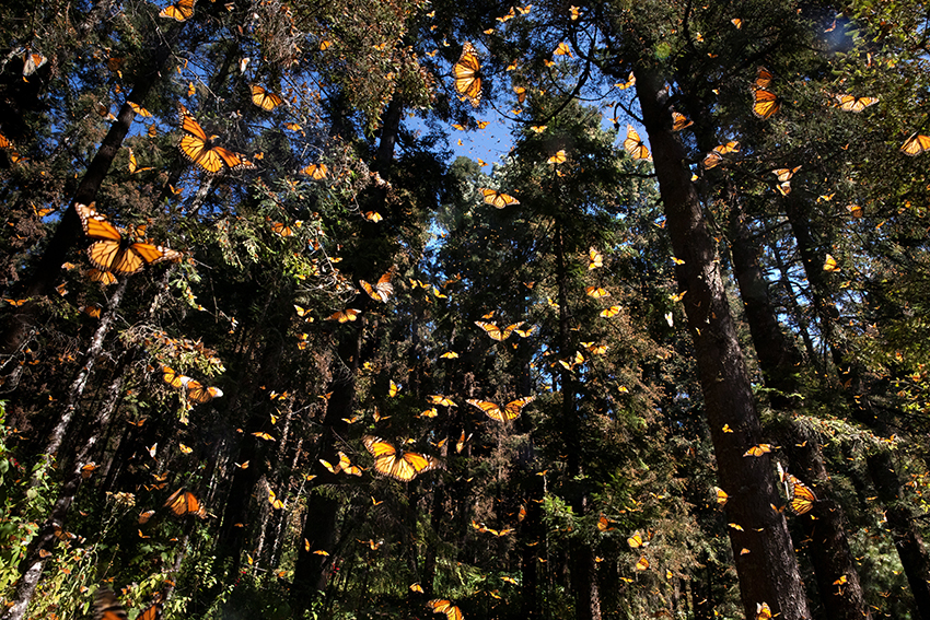 Pascal Maitre / The Incredible Odyssey of the Monarch Butterfly Pascal Maitre_FestivalPhotoLaGacilly2021