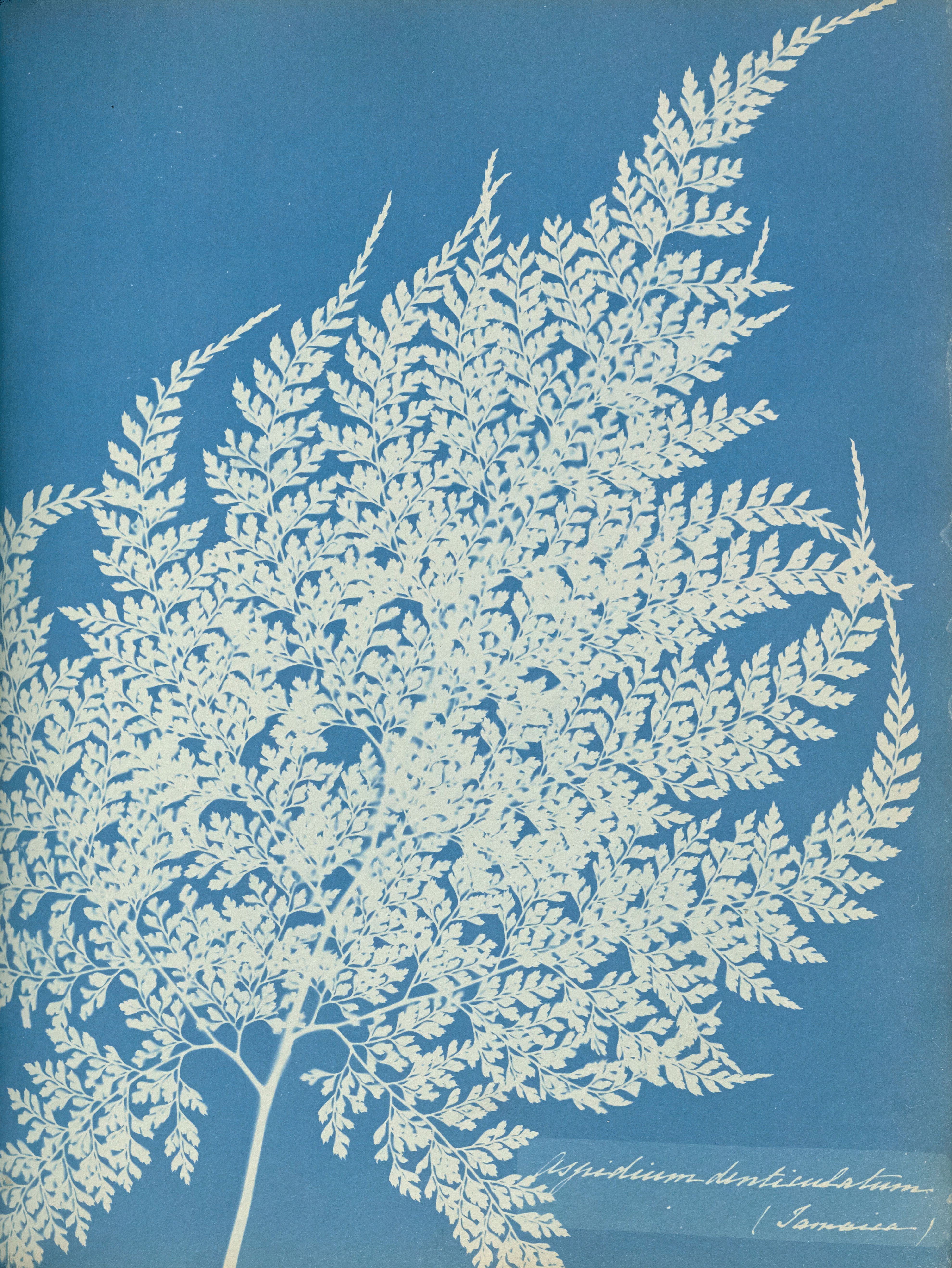 © Anna Atkins  • Exhibition CYANOTYPES