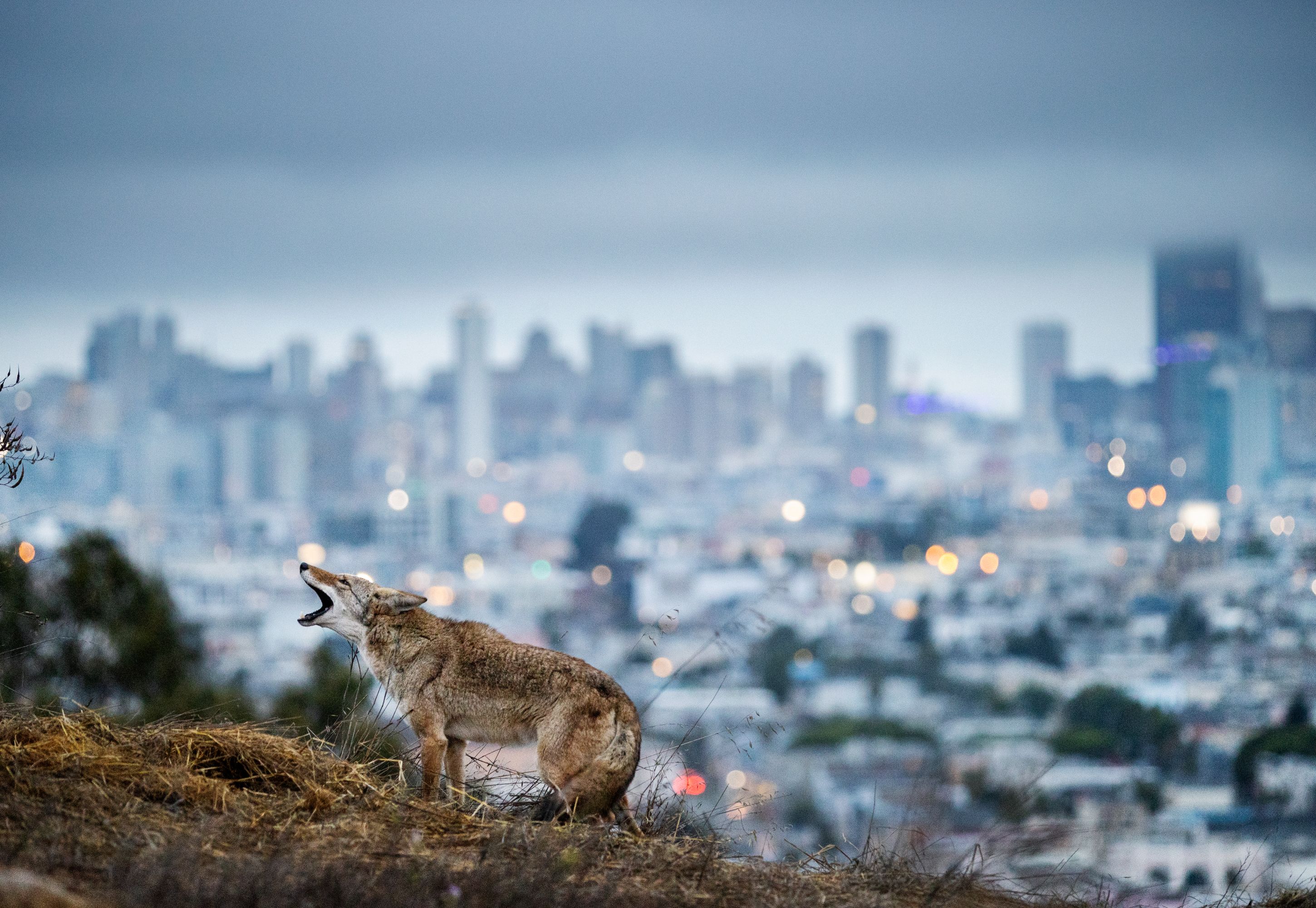 © Corey Arnold • Exhibition Animals in the City © Corey Arnold • Exhibition Animals in the City