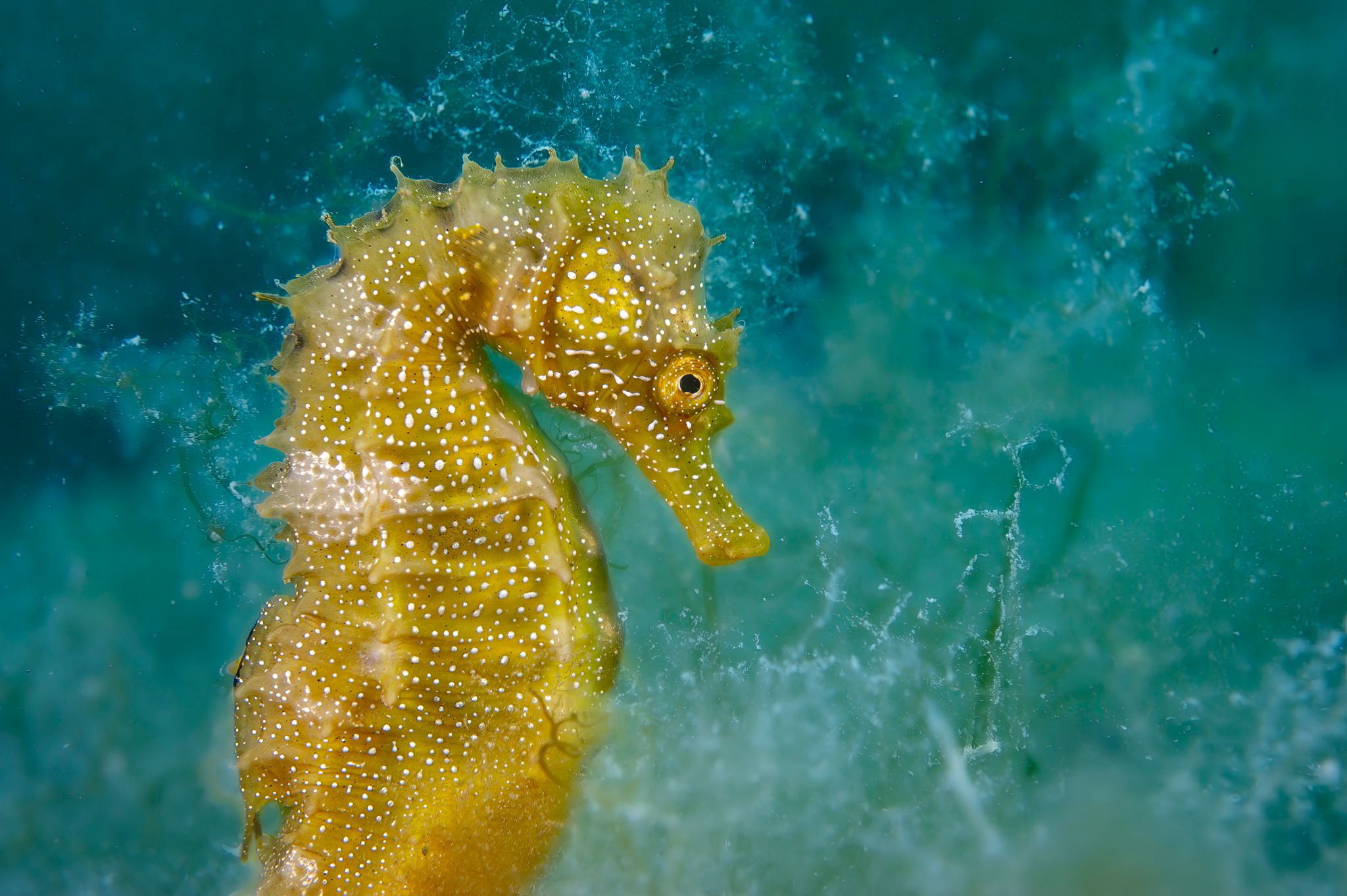 © Laurent Ballesta • Exhibition Planet Seas