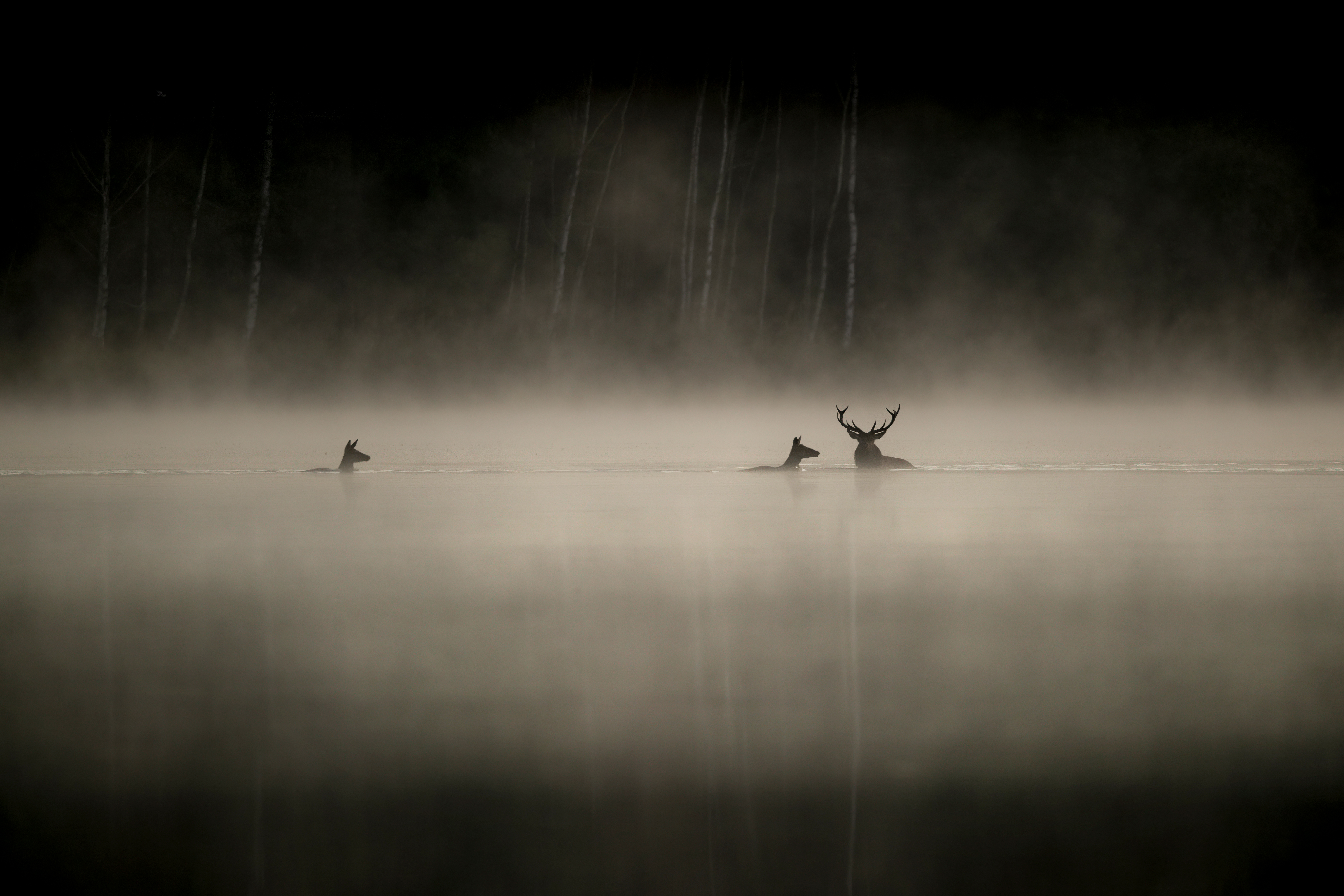 © Vincent Munier