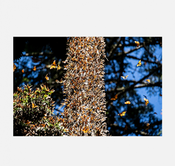 Pascal Maitre / L'incroyable Odyssée des Papillons Monarques Pascal Maitre_FestivalPhotoLaGacilly2020