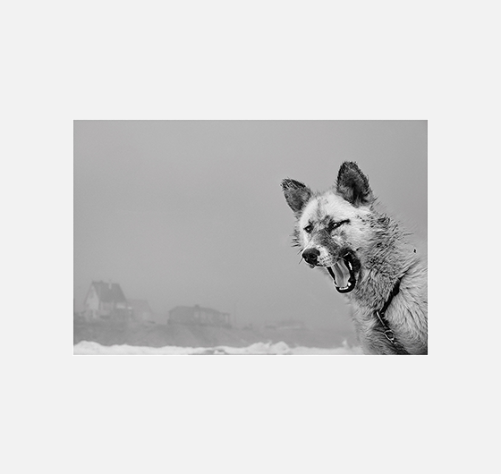 Ragnar Axelsson / L'Homme et l'hiver Ragnar_Axelsson_FestivalPhotoLaGacilly2021