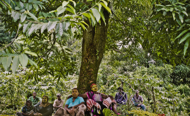 Reporters sans frontières • Trees | Denis Dailleux • Agence VU'