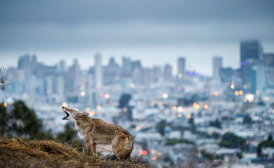 © Corey Arnold • Exposition Des animaux dans la ville