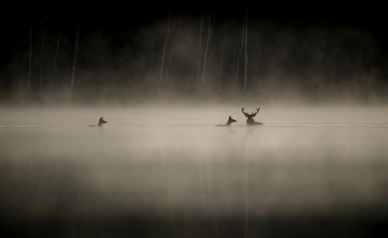 © Vincent Munier