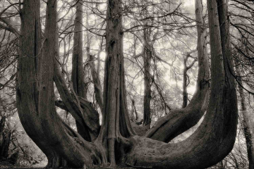 Beth Moon