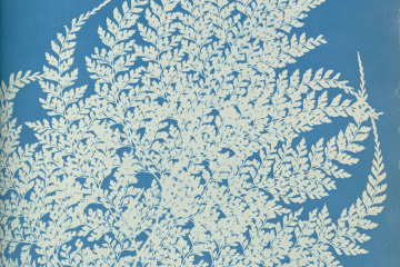 © Anna Atkins  • Exhibition CYANOTYPES