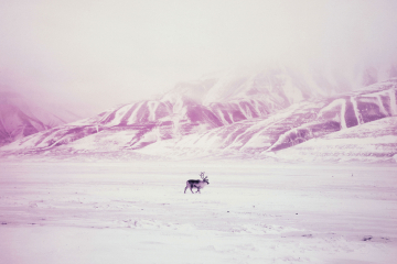 © Axelle de Russé • Exhibition Polar Attractions