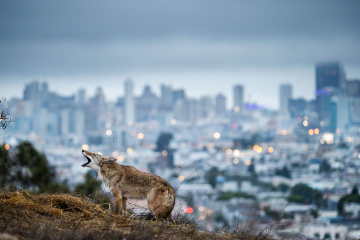 © Corey Arnold • Exhibition Animals in the City