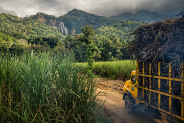 © Frédéric Noy • Exhibition The Lost World of Udzungwa