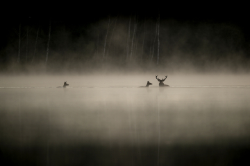 © Vincent Munier