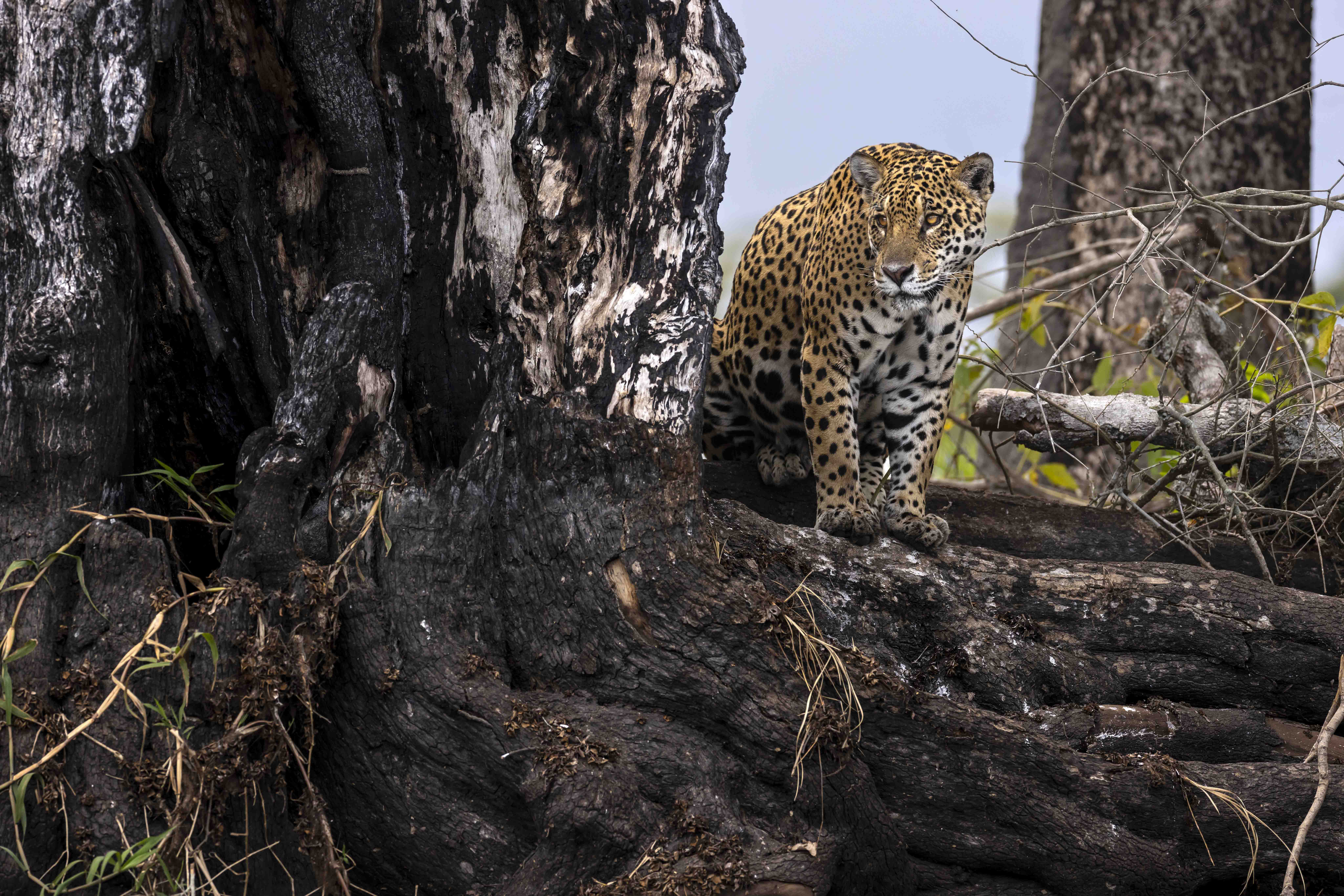 Brent Stirton • Pantanal un éden en danger