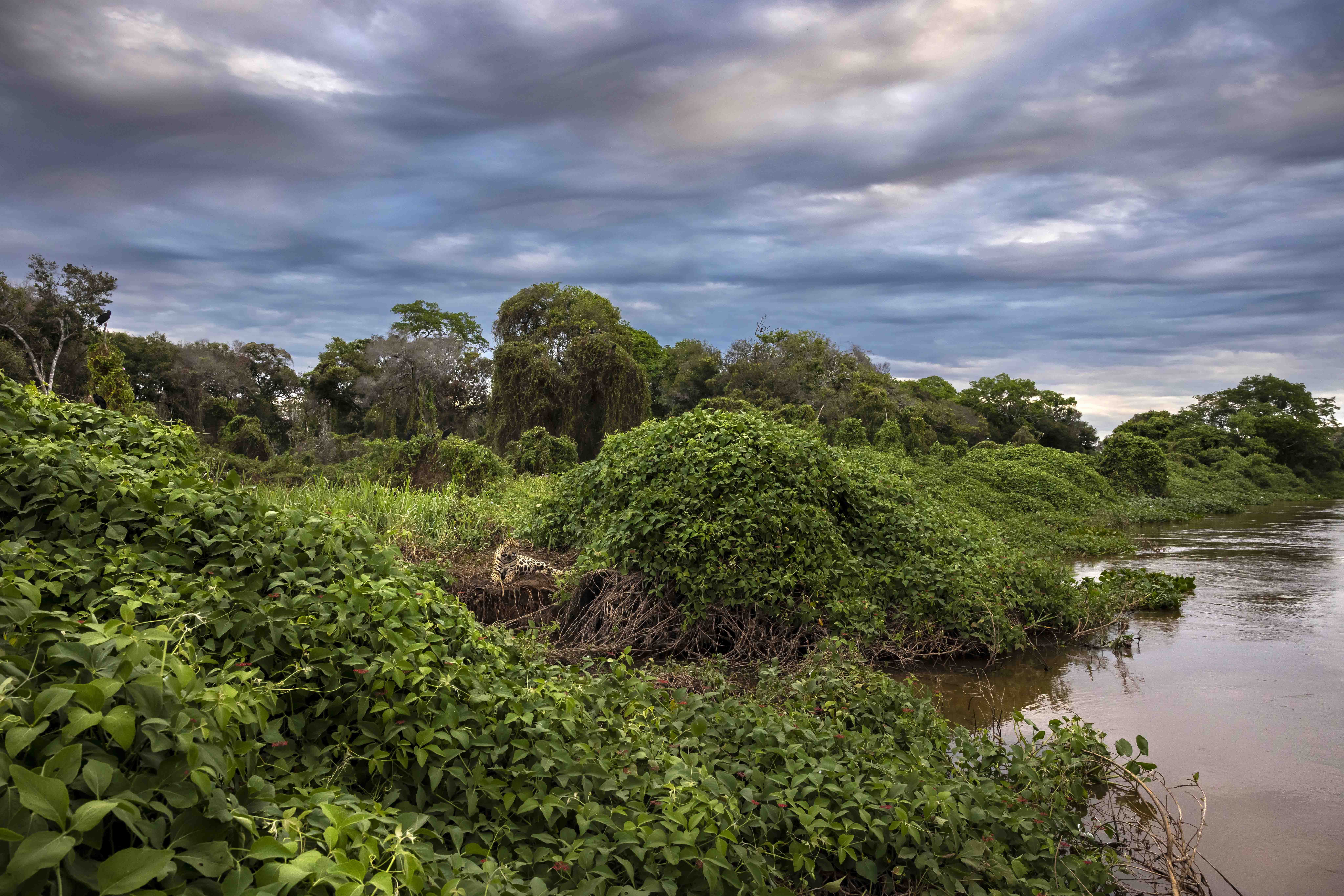 Brent Stirton • Pantanal un éden en danger