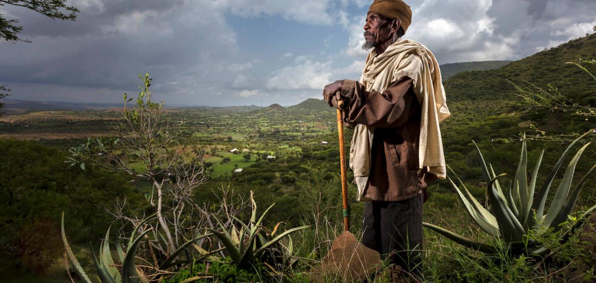 Brent Stirton - Quand la forêt renaît